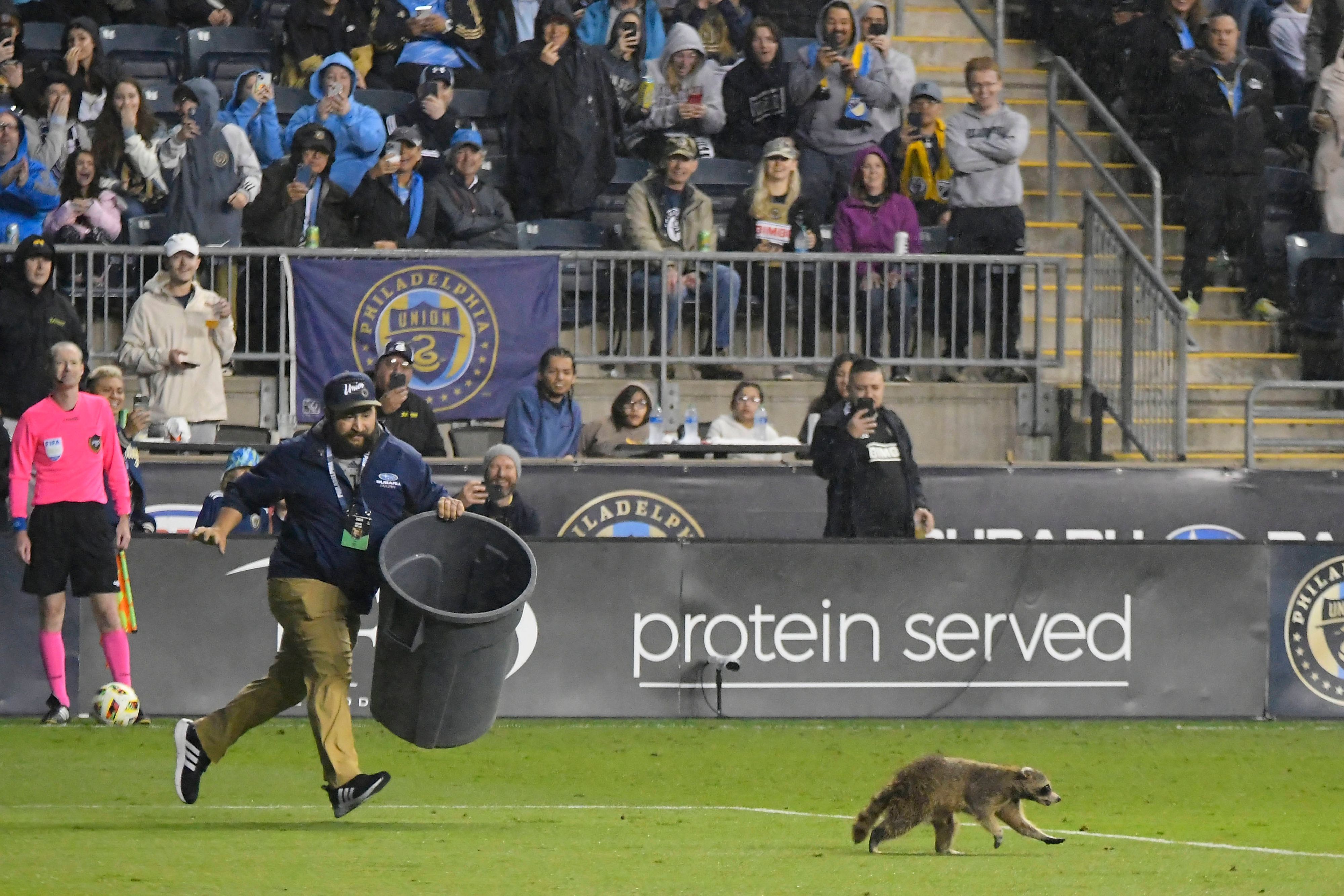 Ein Waschbär läuft über den Fußballplatz. Ein Ordner rennt ihm mit einer Mülltonne in der Hand hinterher.