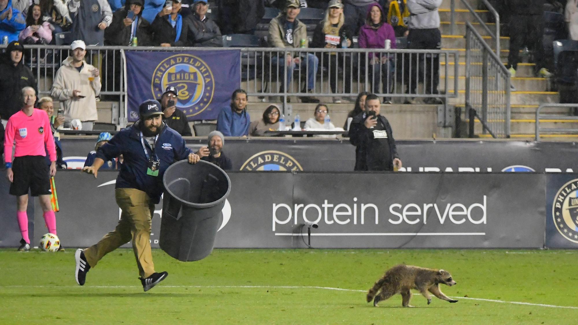 Ein Waschbär läuft über den Fußballplatz. Ein Ordner rennt ihm mit einer Mülltonne in der Hand hinterher.